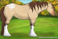 Horse Color:Bay Dun Appaloosa 