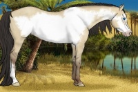 Horse Color:Classic Champagne Dun Frame 