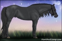 Horse Color:Black 