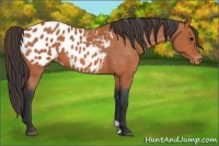 Horse Color:Bay Appaloosa