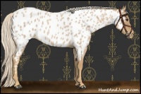 Horse Color:Palomino Roan Appaloosa 
