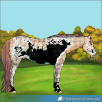 Horse Color:Painted Plaid Buckskin Ice Frame
