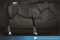 Horse Color:Gray Black Tobiano Rabicano 