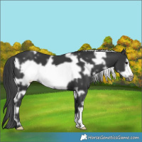 Horse Color:White Spotted Black Frame 