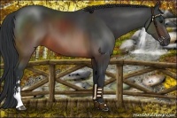 Horse Color:Brown Sabino