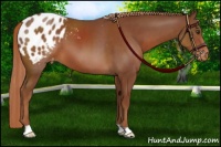 Horse Color:Chestnut Appaloosa 