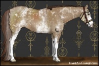 Horse Color:White Spotted Liver Red Dun 
