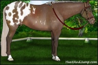 Horse Color:Silver Brown Appaloosa 