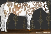 Horse Color:Silver Buckskin Splash Appaloosa 