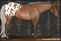 Horse Color:Silver Bay Appaloosa 