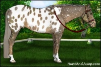 Horse Color:Chocolate Palomino Appaloosa 