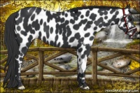 Horse Color:Black Near Leopard 