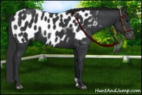 Horse Color:Black Appaloosa