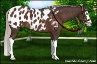 Horse Color:Silver Brown Sabino Splash Near Leopard 