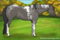 Horse Color:Grullo Tobiano