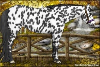 Horse Color:Black Appaloosa