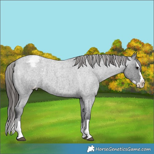 Horse Color:Blue Roan Splash Appaloosa 