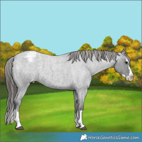 Horse Color:Blue Roan Splash Appaloosa