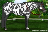 Horse Color:Black Near Leopard
