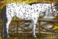 Horse Color:Black Appaloosa