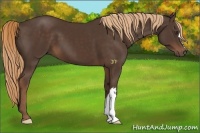 Horse Color:Liver Chestnut 
