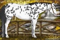 Horse Color:Black Splash Near Leopard Rabicano 