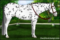 Horse Color:Black Splash Appaloosa 