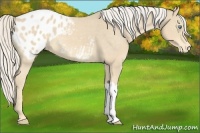 Horse Color:Cremello Appaloosa 
