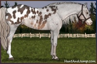 Horse Color:Liver Chestnut Appaloosa 