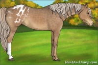 Horse Color:Chocolate Palomino Appaloosa 