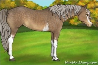 Horse Color:White Spotted Chocolate Palomino Varnish