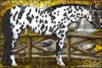 Horse Color:Black Near Leopard 