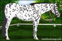 Horse Color:Black Appaloosa