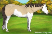 Horse Color:Sable Cream Champagne Roan Splash