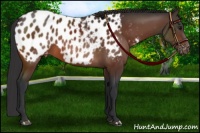 Horse Color:Bay Appaloosa