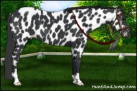 Horse Color:Black Near Leopard 