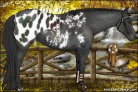 Horse Color:Liver Chestnut Appaloosa