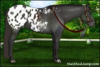 Horse Color:Liver Chestnut Appaloosa