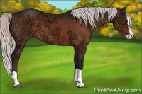 Horse Color:Silver Bay Ice Splash 