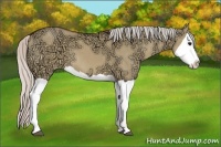 Horse Color:Silver Brown Ice Dun Splash