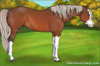 Horse Color:Silver Bay Splash