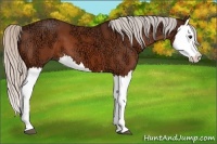 Horse Color:Silver Bay Ice Splash 