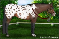 Horse Color:Brown Frame Near Leopard