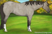 Horse Color:Smoky Grullo Roan