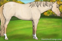 Horse Color:Gold Champagne Roan Dun 