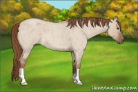 Horse Color:Red Dun Roan 
