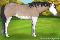 Horse Color:Bay Roan Dun Splash