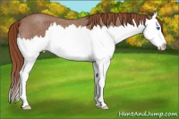 Horse Color:Red Roan Splash