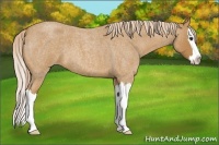 Horse Color:Palomino Roan Splash 