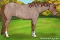 Horse Color:Red Roan 